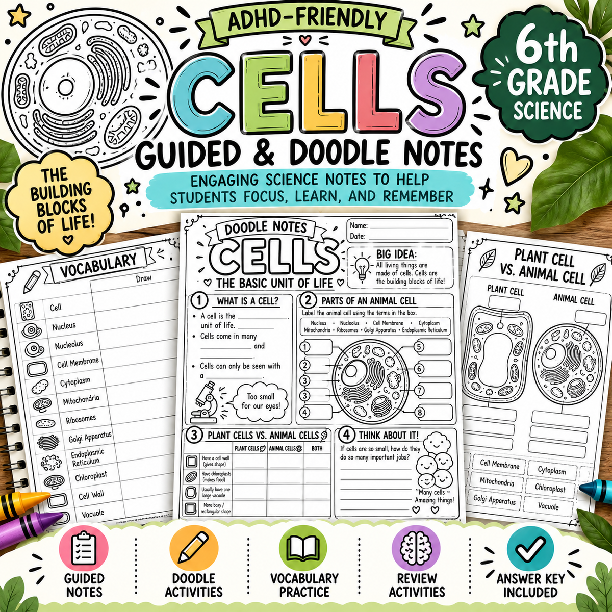 Cells Guided & Doodle Notes | 6th Grade Science | ADHD-Friendly Worksheets